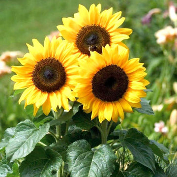 Sunflower Seeds – Yellow Orange Wildflower Mix, Heirloom