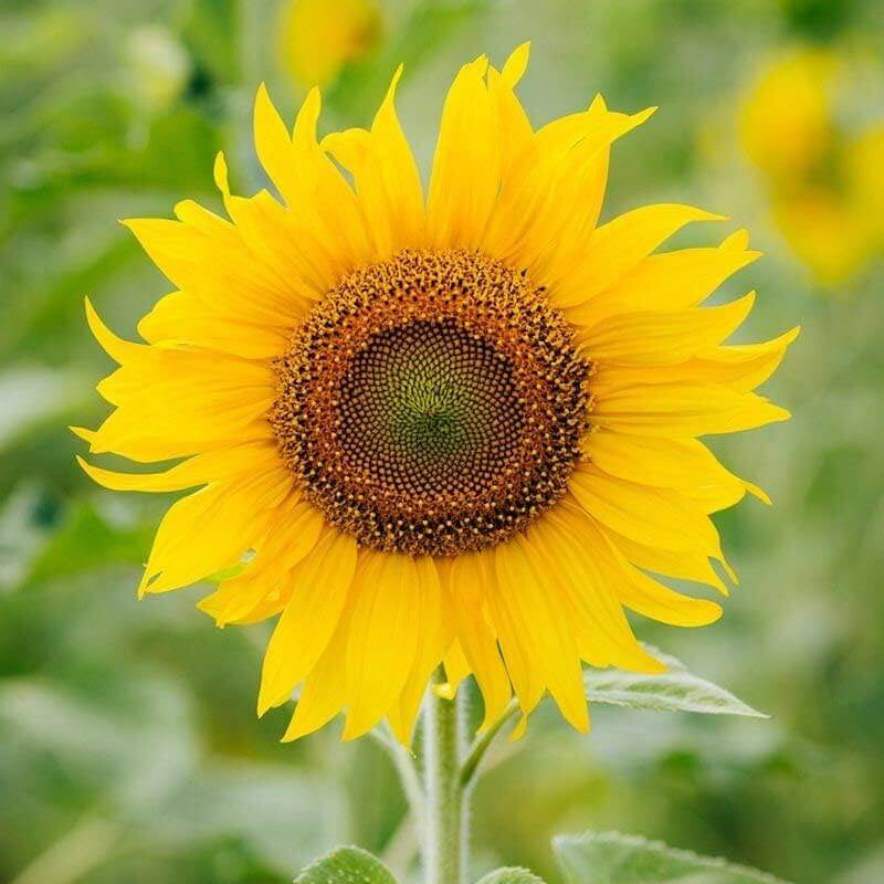Sunflower Seeds – Yellow Orange Wildflower Mix, Heirloom
