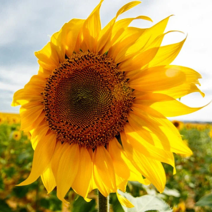 Sunflower Seeds – Yellow