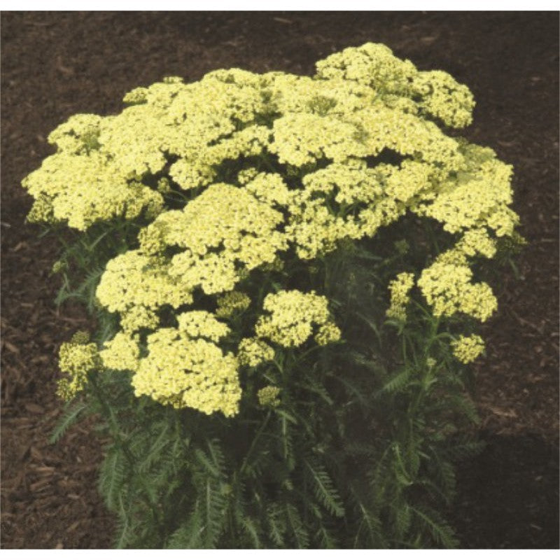 Sunny Bright Yellow Achillea Seeds