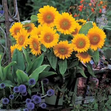 Sunrich Gold Seeds – Helianthus Annuus