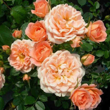 Rose Seeds –  Orange & Pink