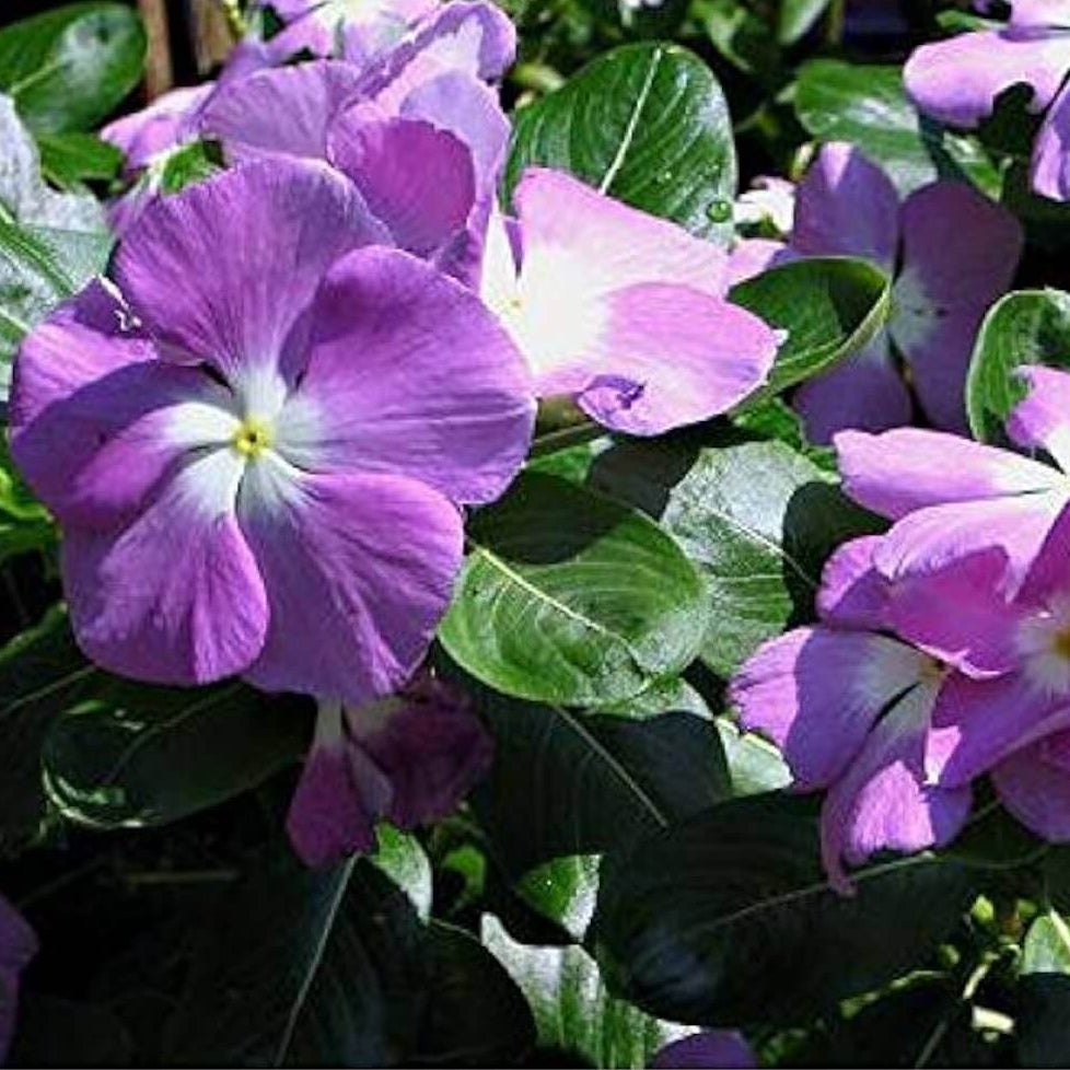 Sunsplash Blue Vinca Seeds