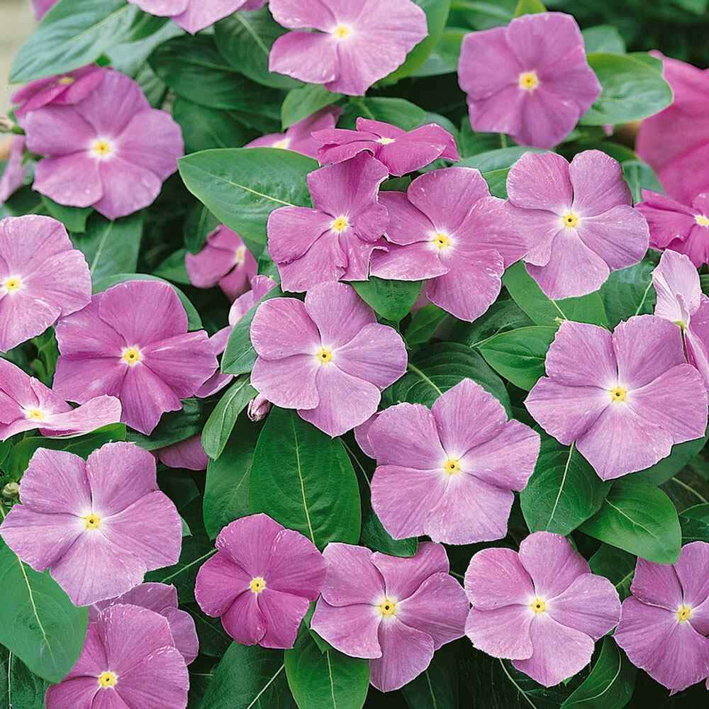 Sunsplash Blue Vinca Seeds