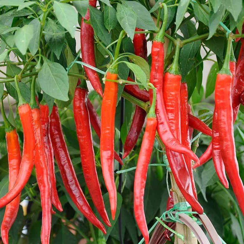 Super Hot Pepper Seeds