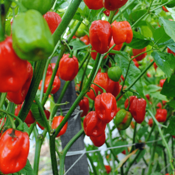 Super Hot Pepper Seeds