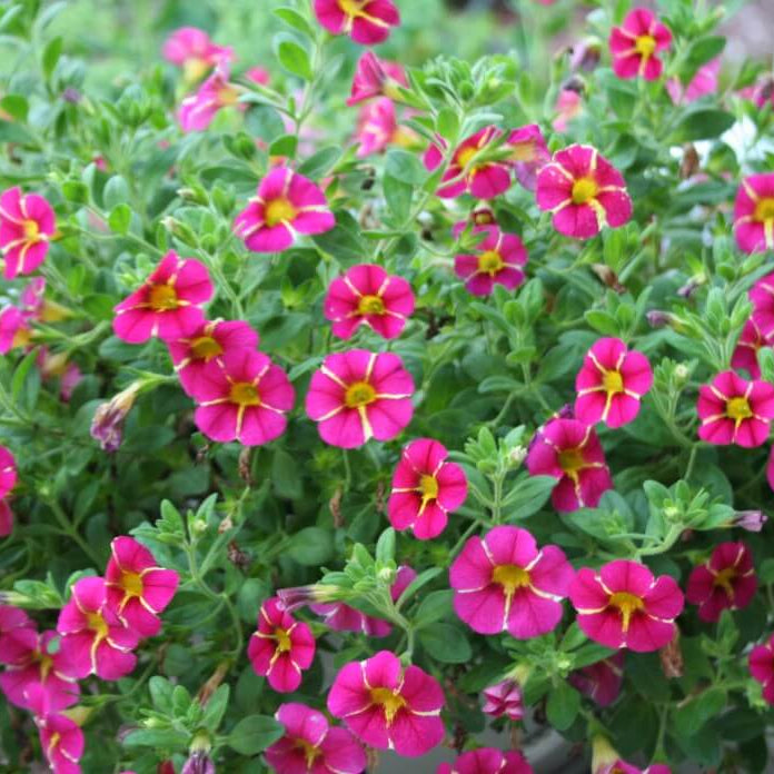Superbells Series Seeds - Flower Plant