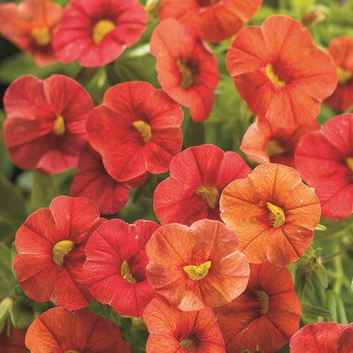 Superbells Series Seeds - Flower Plant