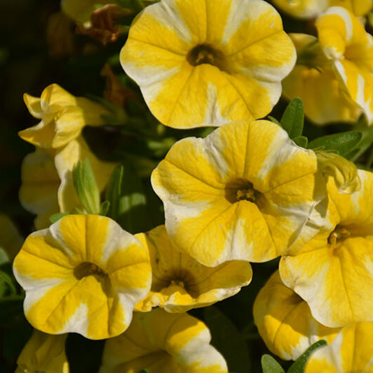 Superbells Series Seeds - Flower Plant
