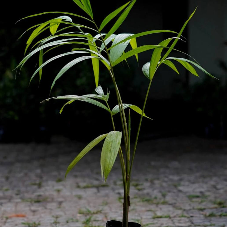 Superfruit Açaí Seeds - Fruit Plant