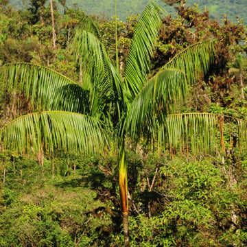 Superfruit Açaí Seeds - Fruit Plant