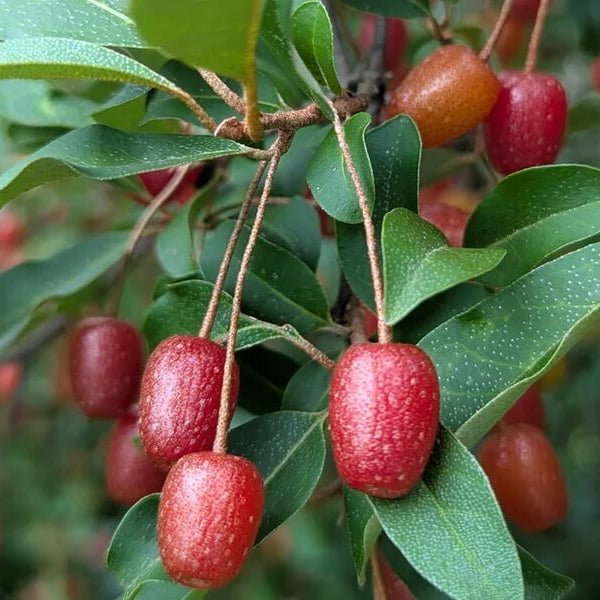 Superfruit Berry Bush seeds