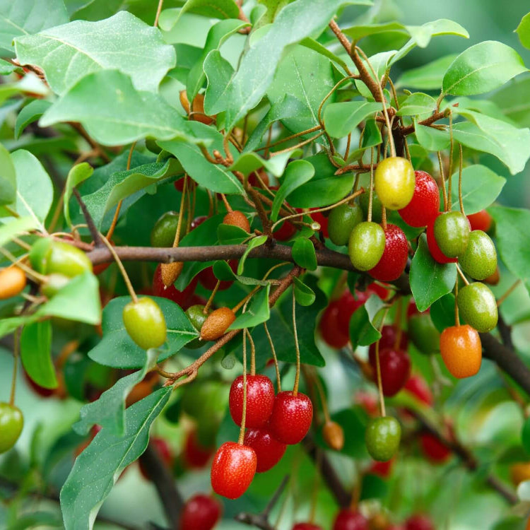 Superfruit Berry Bush seeds