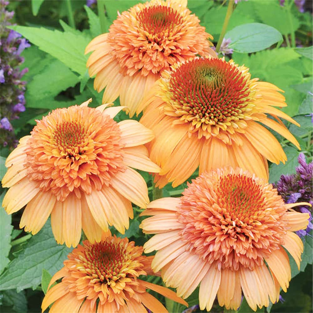 Supreme Cantaloupe Echinacea Seeds