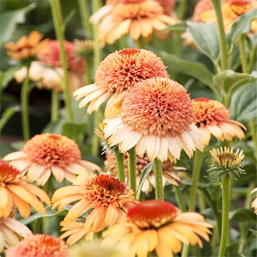 Supreme Cantaloupe Echinacea Seeds