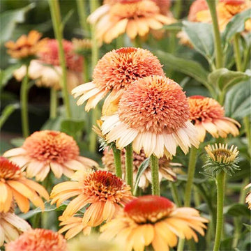 Supreme Cantaloupe Echinacea Seeds