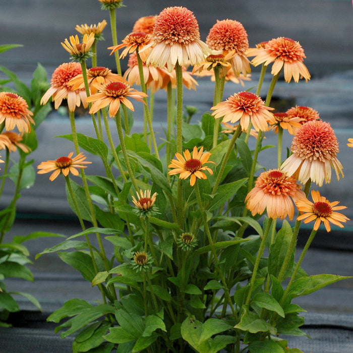 Supreme Cantaloupe Echinacea Seeds