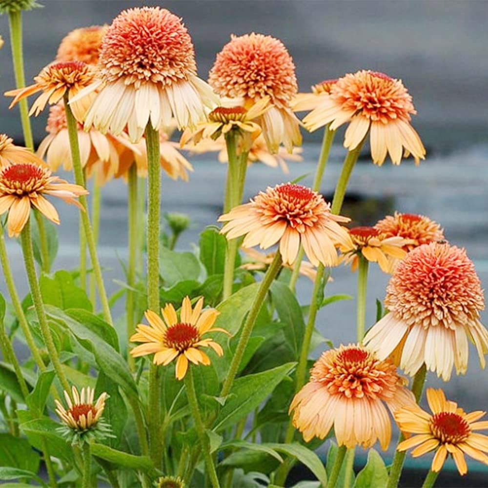 Supreme Cantaloupe Echinacea Seeds