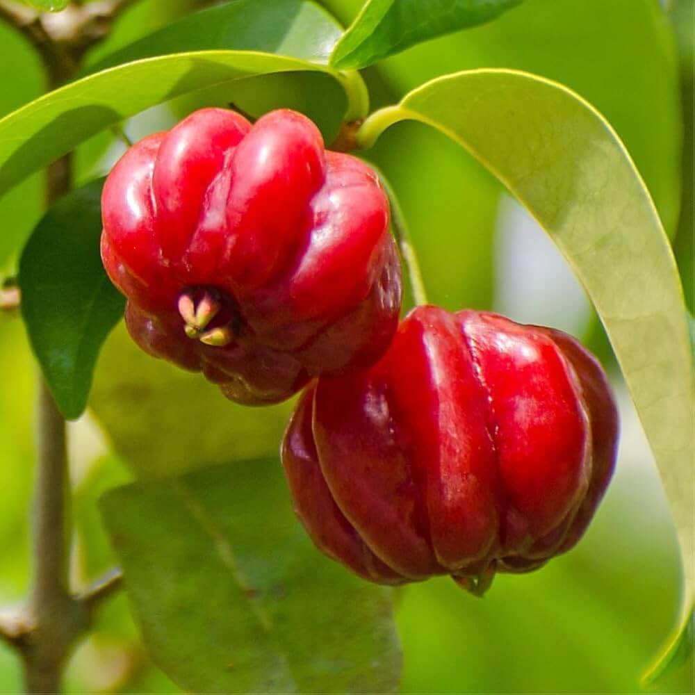 Surinam Cherry Seeds – Tropical
