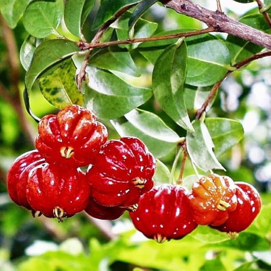 Surinam Cherry Seeds – Tropical
