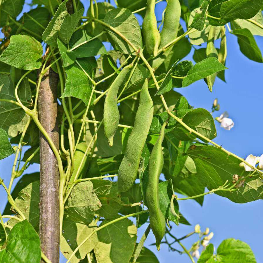 Survival Garden Beans seeds