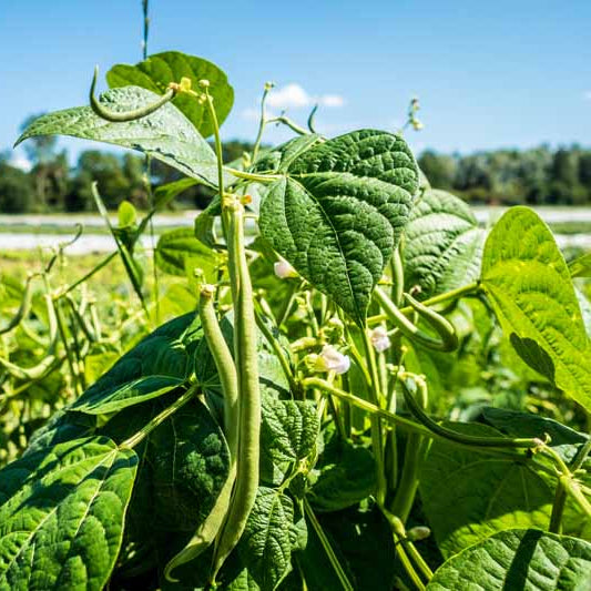 Survival Garden Beans seeds