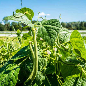 Survival Garden Beans seeds