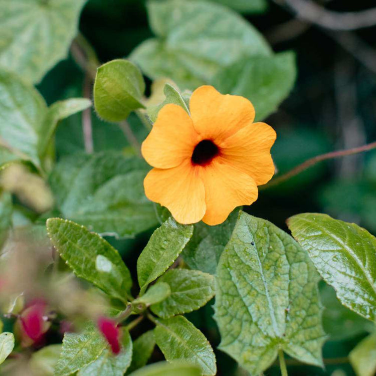 Susan Vine Seeds