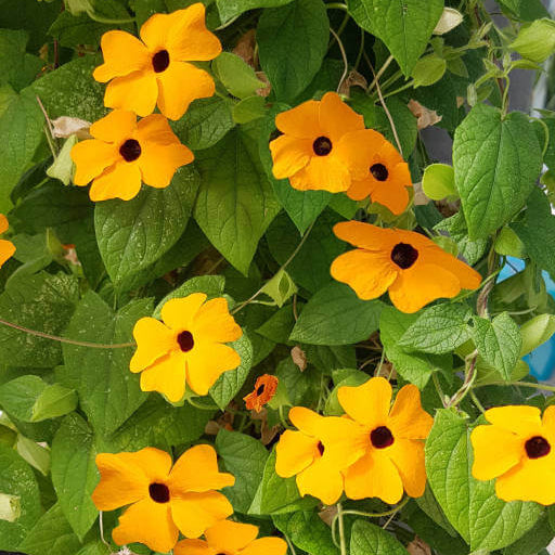 Susan Vine Seeds