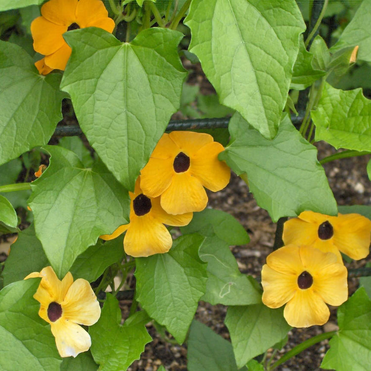 Susan Vine Seeds