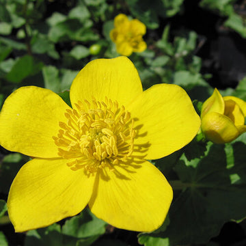 Swamp Caltha palustris Marigold Seeds 