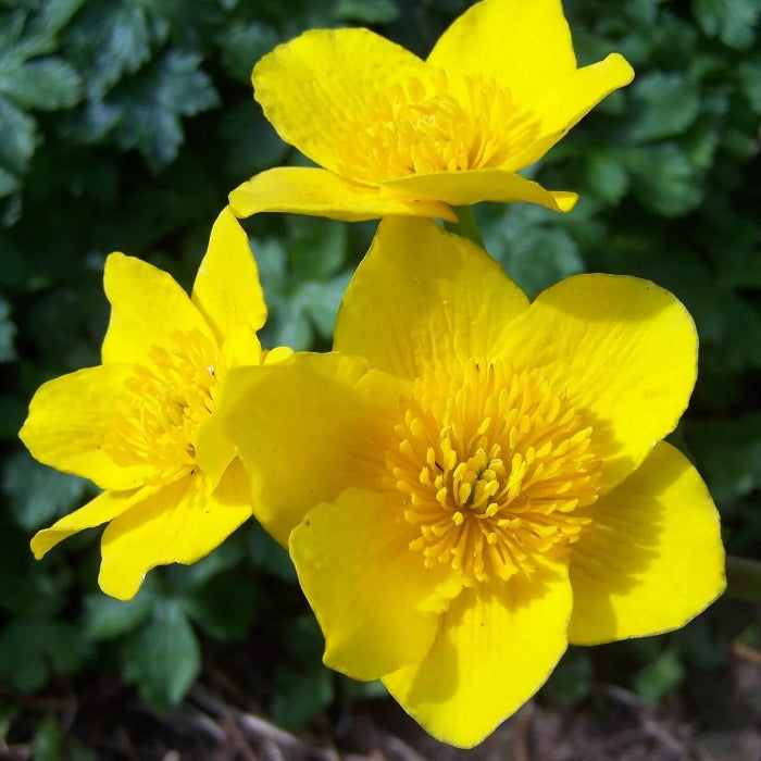 Swamp Caltha palustris Marigold Seeds 