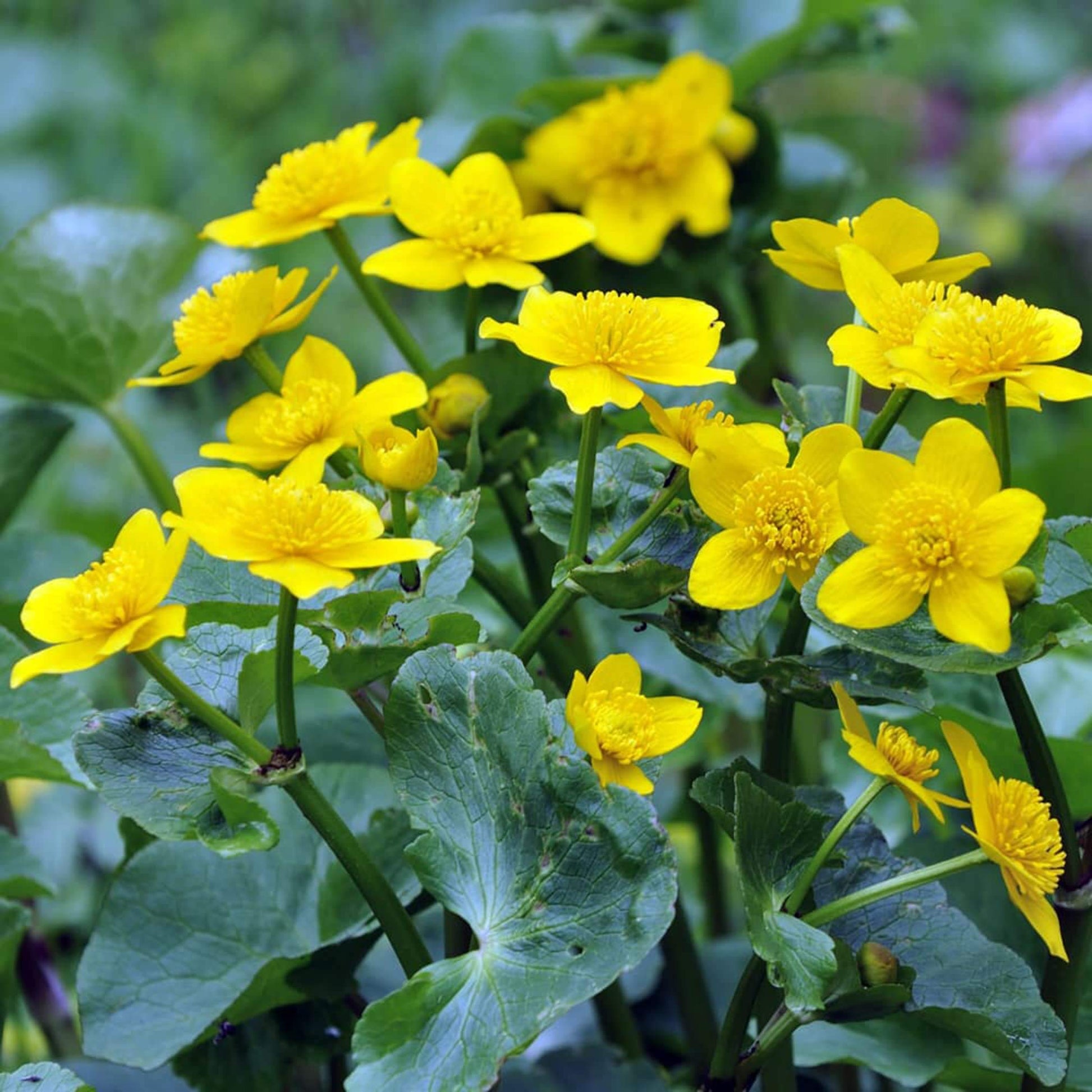 Swamp Caltha palustris Marigold Seeds 