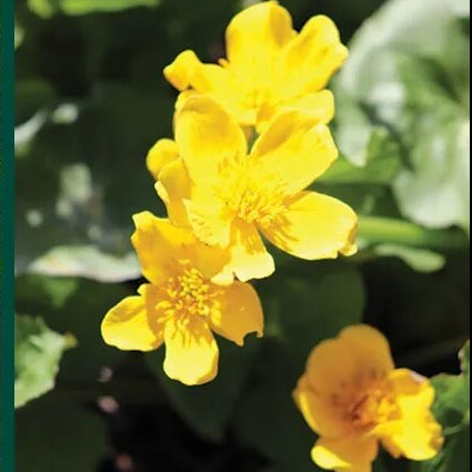 Swamp Caltha palustris Marigold Seeds 