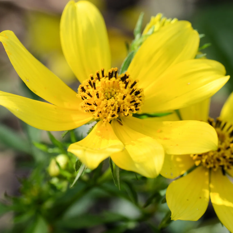 Swamp Marigold Seeds