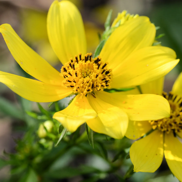 Swamp Marigold Seeds