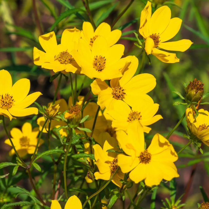 Swamp Marigold Seeds