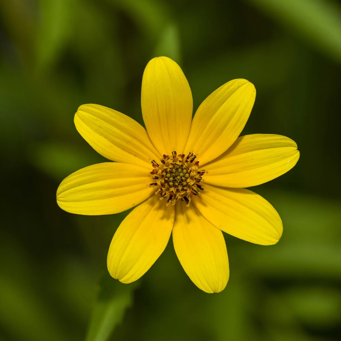 Swamp Marigold Seeds
