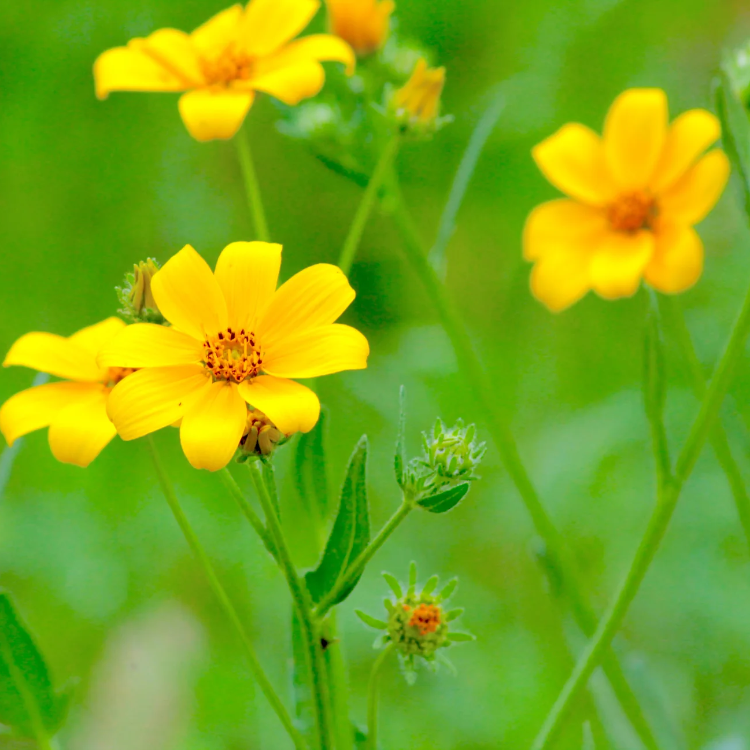 Swamp Marigold Seeds