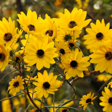 Swamp Sunflower Seeds – Hardy Perennial
