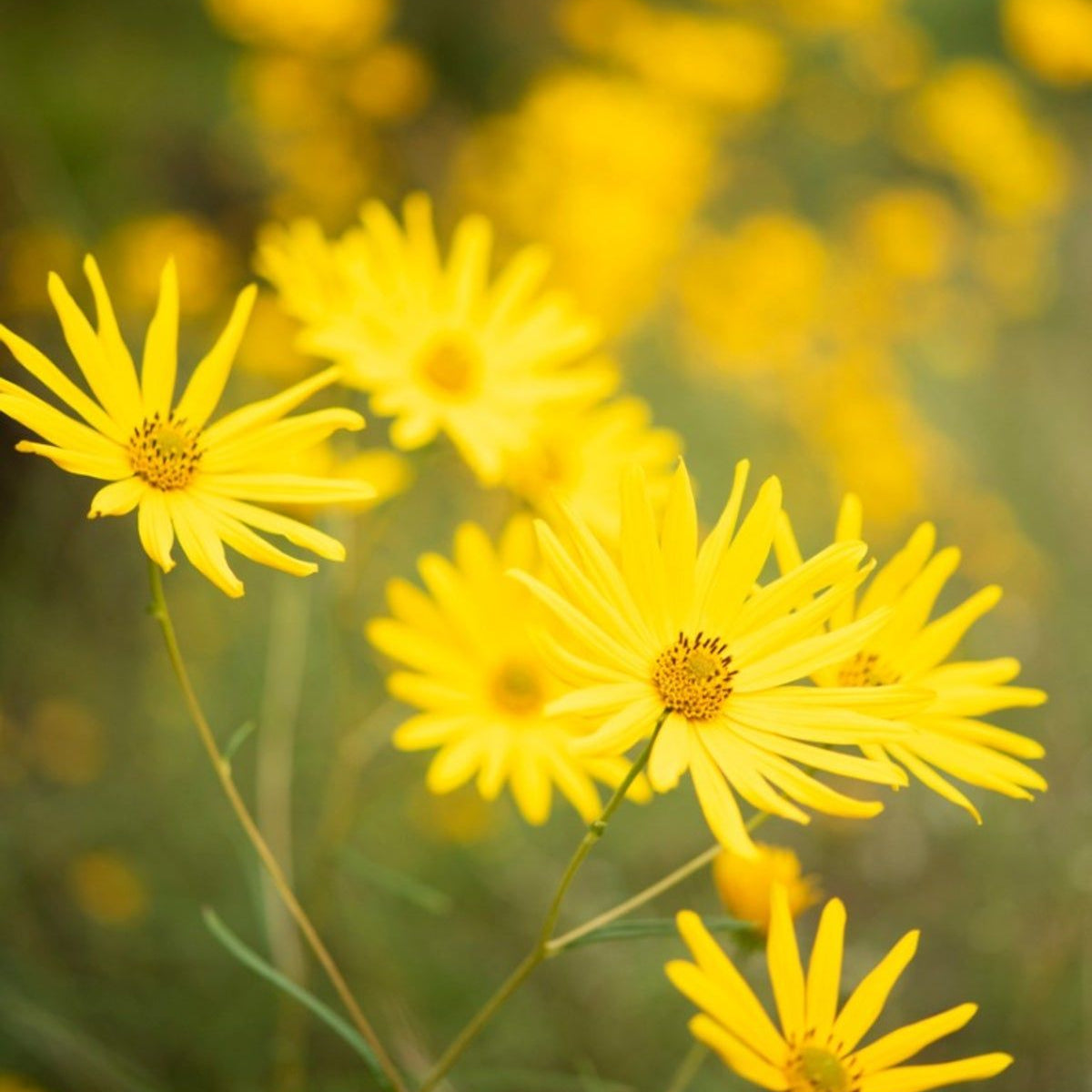 Swamp Sunflower Seeds – Hardy Perennial
