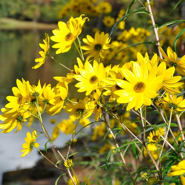 Swamp Sunflower Seeds 