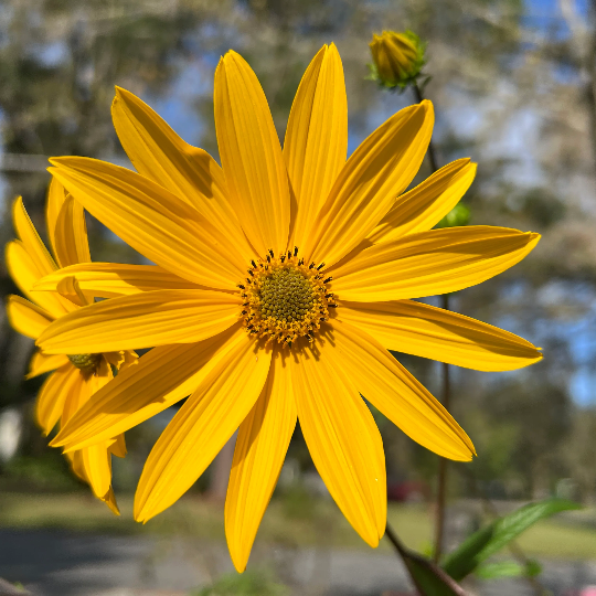 Swamp Sunflower Seeds – Hardy Perennial
