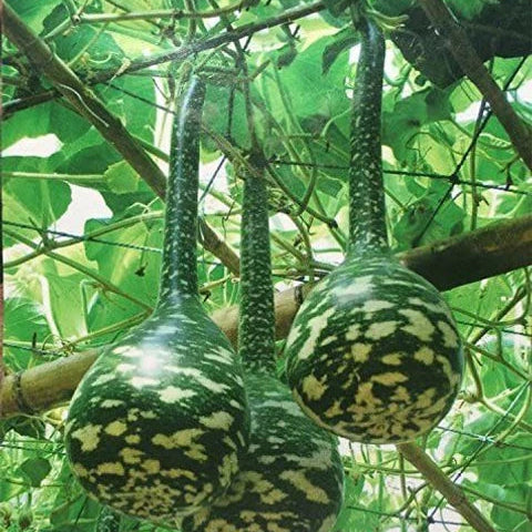 Swan Gourd Seeds – Speckled
