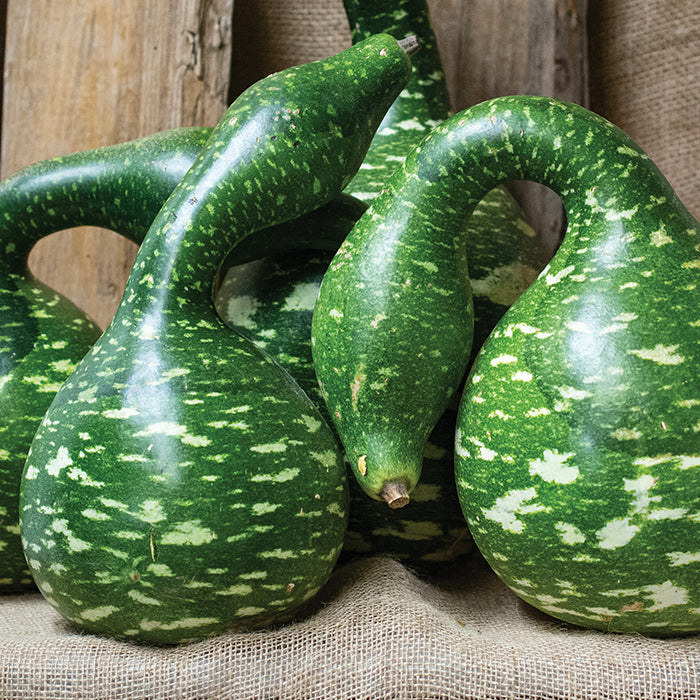 Swan Gourd Seeds – Speckled
