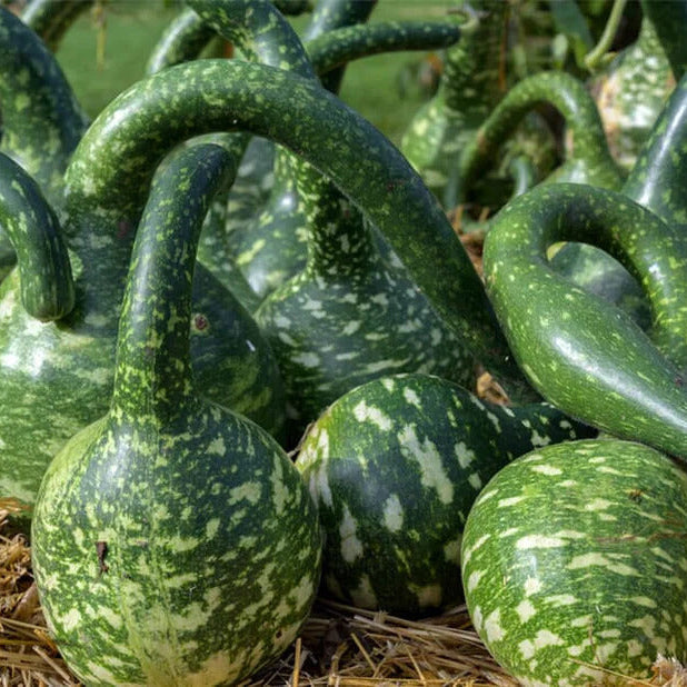 Swan Gourd Seeds – Speckled
