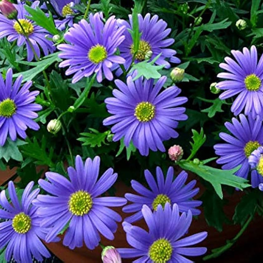Swan River Daisy Seeds – Hardy Annual Blooms