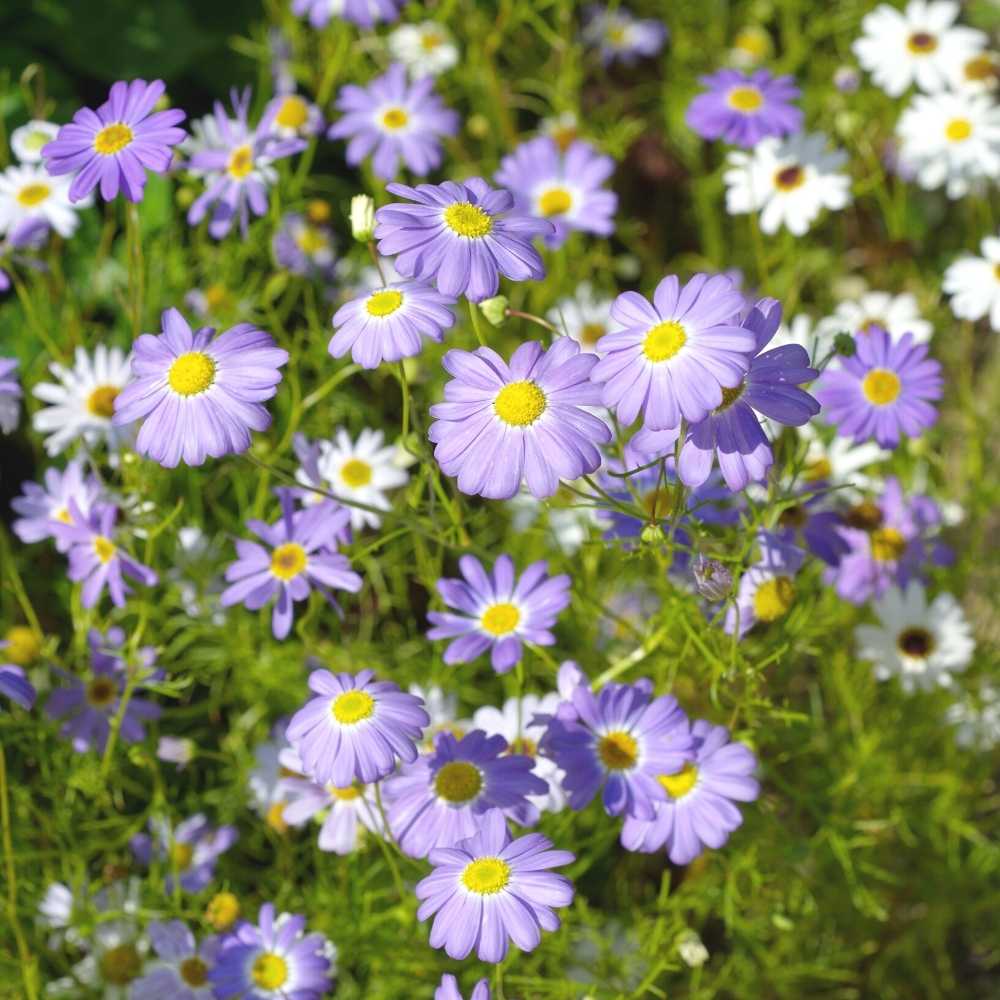 Swan River Daisy Seeds – Hardy Annual Blooms