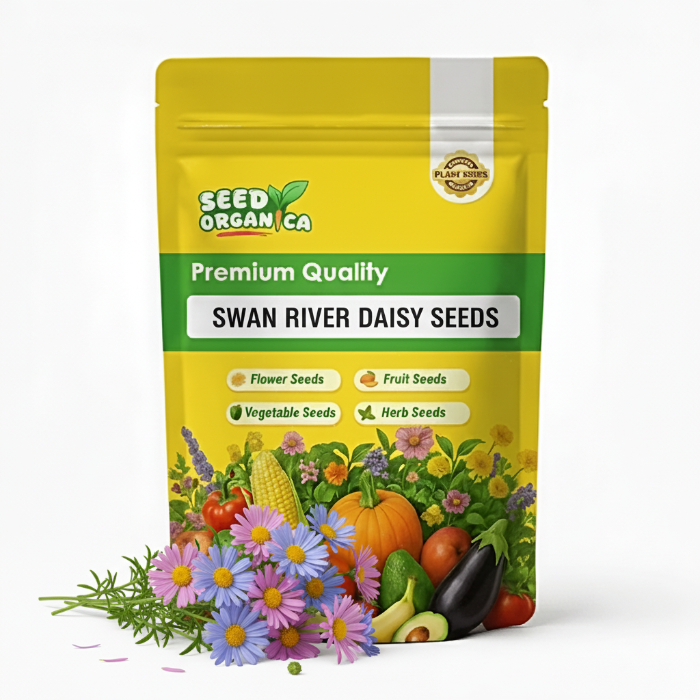 Swan River Daisy Seeds