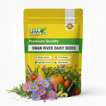 Swan River Daisy Seeds